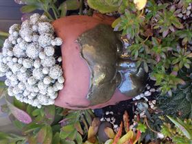 Cactus Creations - Tourism Townsville 2