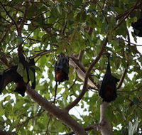 Manngarre Rainforest Walk - Tourism Townsville