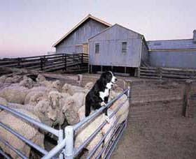 Shear Outback The Australian Shearers Hall Of Fame - Tourism Townsville 1