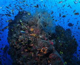 SS Yongala Dive Site - Tourism Townsville 1