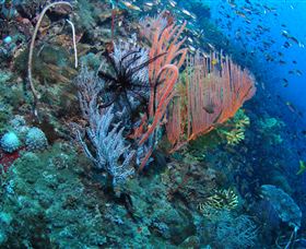 SS Yongala Dive Site - Tourism Townsville 0