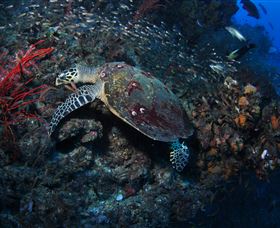SS Yongala Dive Site - Tourism Townsville 3