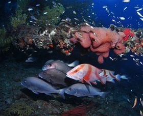 SS Yongala Dive Site - Tourism Townsville 2