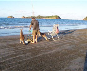 Cape Hillsborough National Park - Tourism Townsville 0