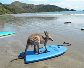 Cape Hillsborough National Park - Tourism Townsville 1