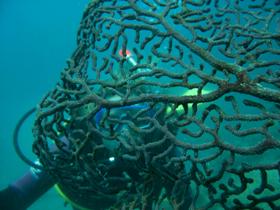 Fairey Reef - Tourism Townsville 3
