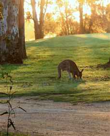 Benalla Golf Club - Tourism Townsville 4