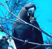 Mount Archer National Park - Tourism Townsville