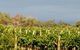 Amulet Vineyard And Beechworth Cider - thumb 7