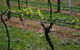 Beechworth Wine Estates - thumb 2