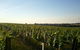 Beechworth Wine Estates - thumb 5
