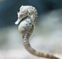 SEA LIFE Melbourne Aquarium - Tourism Townsville
