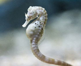 SEA LIFE Melbourne Aquarium - Tourism Townsville 0