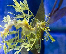 SEA LIFE Melbourne Aquarium - Tourism Townsville 1