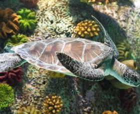 SEA LIFE Melbourne Aquarium - Tourism Townsville 5