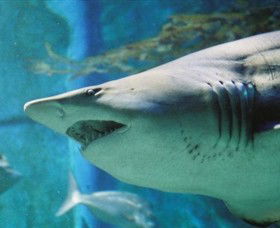 SEA LIFE Melbourne Aquarium - Tourism Townsville 8