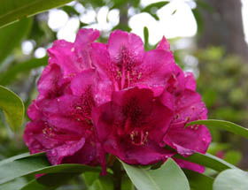 Campbell Rhododendron Gardens - Tourism Townsville 0