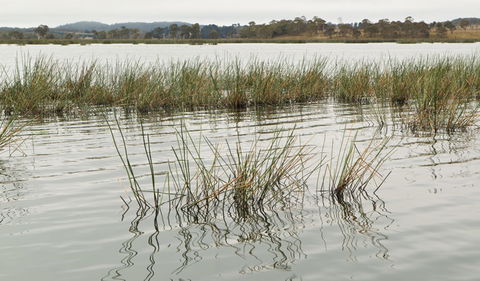 Lagoon Circuit Walking Track - Tourism Townsville 3