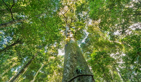 Tooloom National Park - Tourism Townsville 3