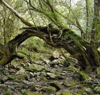 Mitchell River Walking Track - Tourism Townsville