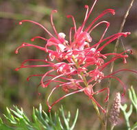 Wirrimbirra Sanctuary - Tourism Townsville