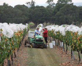 Razorback Ridge Wines - Tourism Townsville 7
