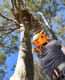 TreeTop Adventure Park Sydney - Tourism Townsville 3