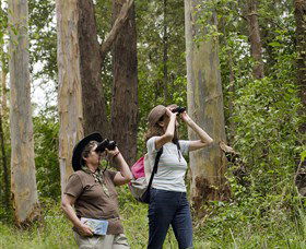 Chichester State Forest - Tourism Townsville 0