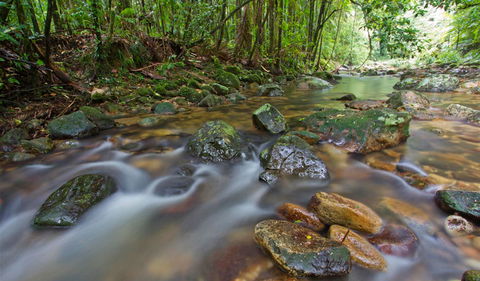 Toonumbar National Park - Tourism Townsville 1