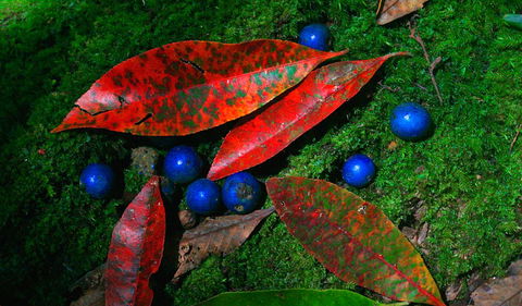 Toonumbar National Park - Tourism Townsville 2