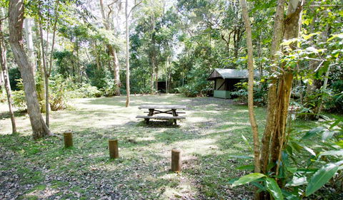 Toonumbar National Park - Tourism Townsville 3
