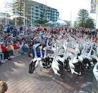 Pelican Feeding - Tourism Townsville