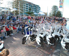 Pelican Feeding - Tourism Townsville 0