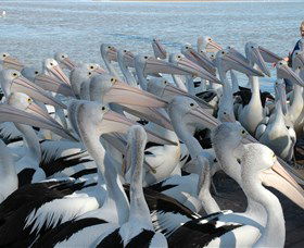 Pelican Feeding - Tourism Townsville 2