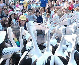 Pelican Feeding - Tourism Townsville 1