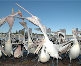 Pelican Feeding - Tourism Townsville 3
