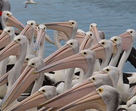 Pelican Feeding - Tourism Townsville 4