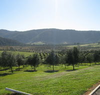 Hastings Valley Olives - Tourism Townsville