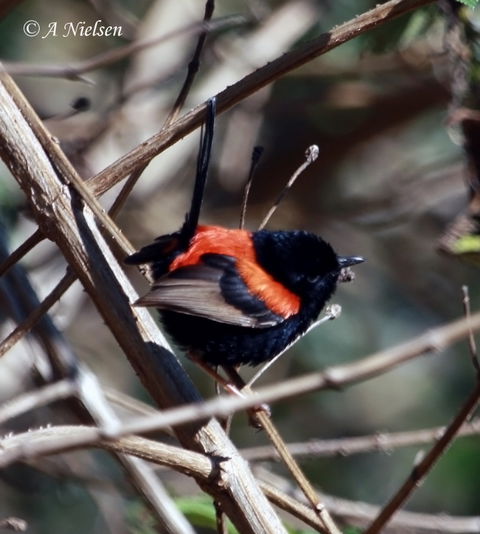 Cooloola Nature - Tourism Townsville 7