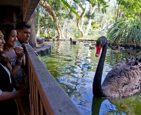 Nura Diya Aboriginal Wildlife Tour At Taronga Zoo - Tourism Townsville 3