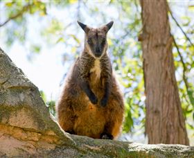 Nura Diya Aboriginal Wildlife Tour At Taronga Zoo - Tourism Townsville 2