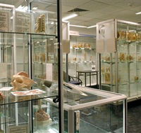 Museum of Human Disease - Tourism Townsville