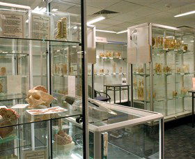 Museum Of Human Disease - Tourism Townsville 0