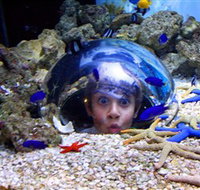 Sea Life Sunshine Coast - Tourism Townsville