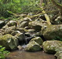 Booyong walking track - Tourism Townsville