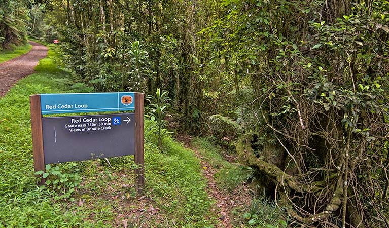 Border Ranges NSW Tourism Townsville