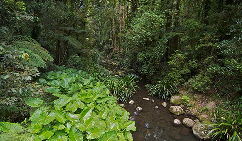 Brindle Creek Picnic Area - Tourism Townsville 1