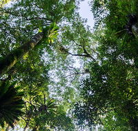 Botanic walk - Tourism Townsville