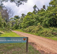Antarctic Beech picnic area - Tourism Townsville