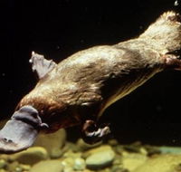 Platypus Pool - Tourism Townsville